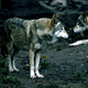 Illustration for article titled Wildlife Is Making a Comeback at Chernobyl — Now That People Have Left